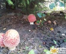 Grzyby na Kaszubach muchmor czerwony