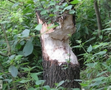 Bobry_na_Chocinie_Swornegacie