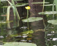 Spyw_Chocin_Swornegacie