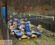 hodowla_pstraga_Mylof