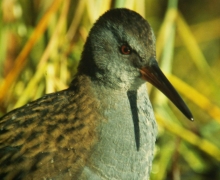 Izba_edukacyjna_Nadlesnictwa_Przymuszewo_na_Kokoszce