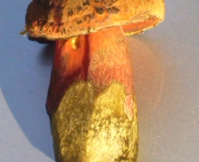 Borowik_ponury_1_logo