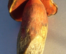 Borowqik_ponury_3_logo