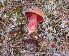 Kaszuby_borowik_ponury