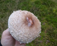 Cubajka_kania_na_Kaszubach