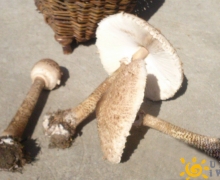 Grzyby_na_Kaszubach_kanie_3_logo