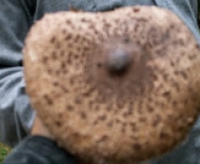 kwateryswornegaciekania