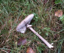 na_grzyby_na_kaszuby_kania