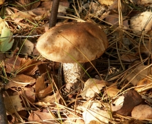 kozaki_grzyby_na_kaszubach_1