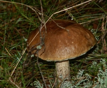 kozaki_kwatery_swornegacie_1