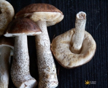 kozaki_kwatery_swornegacie_logo