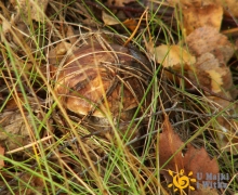 Kozlak_na_kaszubach_2