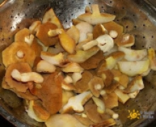 grzyby_na_kaszubach_malaki_logo