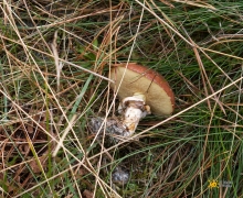 kwatery swornegacie malaki logo