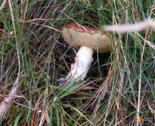 makak grzyby na kaszubach logo