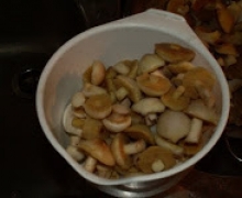 malaki_grzyby_na_kaszubach