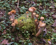 opieki grzyby na kaszubach logo