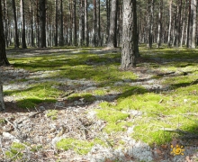 gdzie_rosna_podgrzybki_50