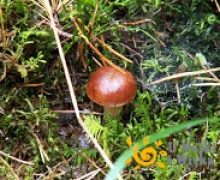 kwatery swornegacie podgrzybek logo