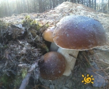 borowik_szlachetny_H_x6