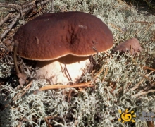 borowik_szlachetny_x5