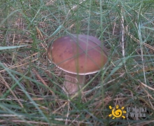 Grzyby_na_Kaszubach_prawdziwek_x3