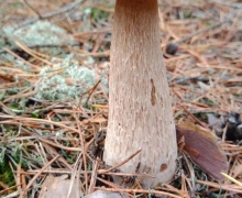 Kaszuby_kwatery_borowik_szlachetny